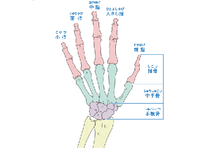 手指の骨格